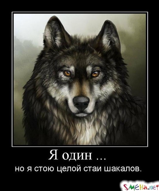 Я один ... - но я стою целой стаи шакалов.