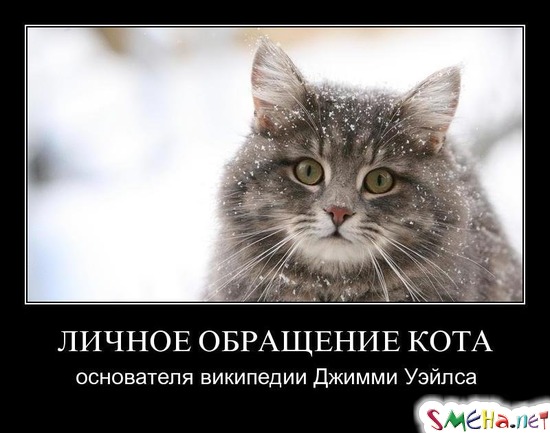 ЛИЧНОЕ ОБРАЩЕНИЕ КОТА - основателя википедии Джимми Уэйлса