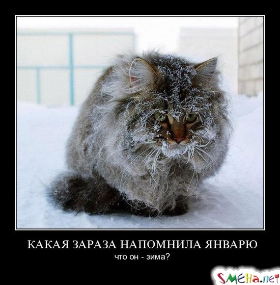 КАКАЯ ЗАРАЗА НАПОМНИЛА ЯНВАРЮ - что он - зима?