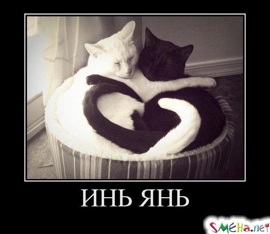 ИНЬ ЯНЬ