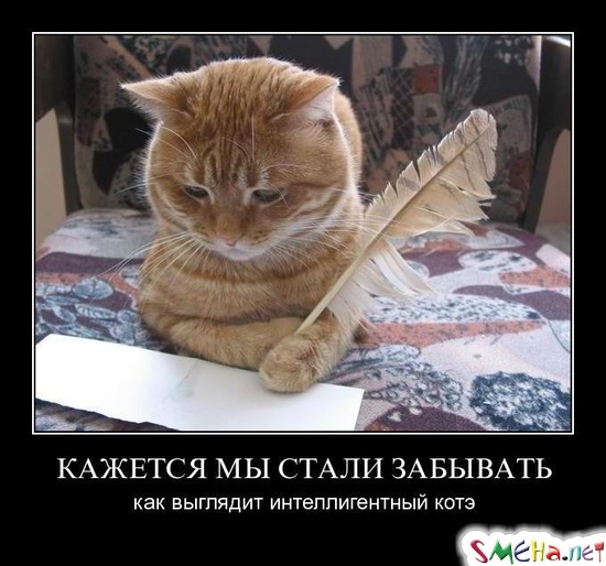 КАЖЕТСЯ МЫ СТАЛИ ЗАБЫВАТЬ - как выглядит интеллигентный котэ