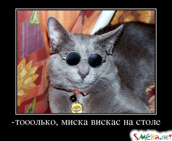 -тооолько, миска вискас на столе