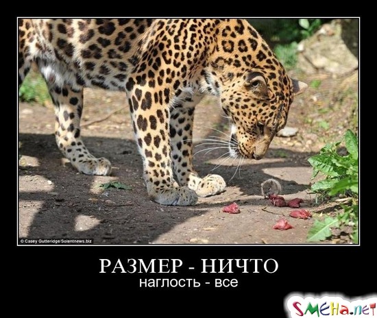 РАЗМЕР - НИЧТО - наглость - все