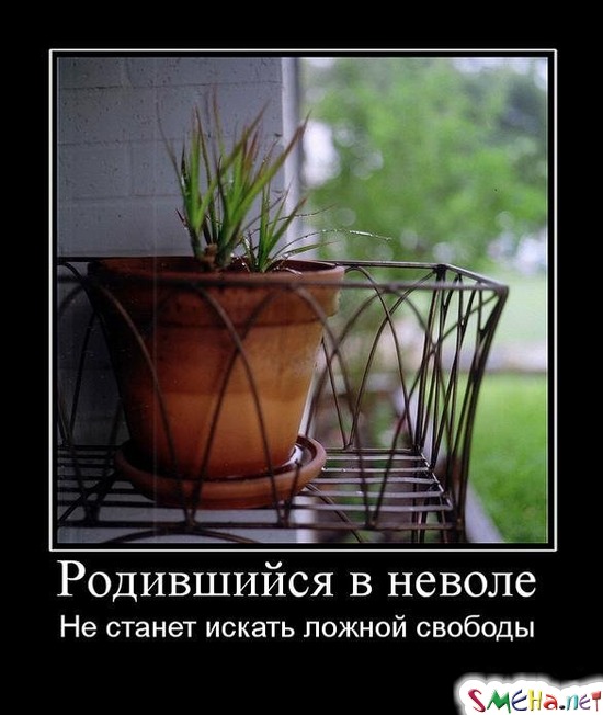 Родившийся в неволе - Не станет искать ложной свободы