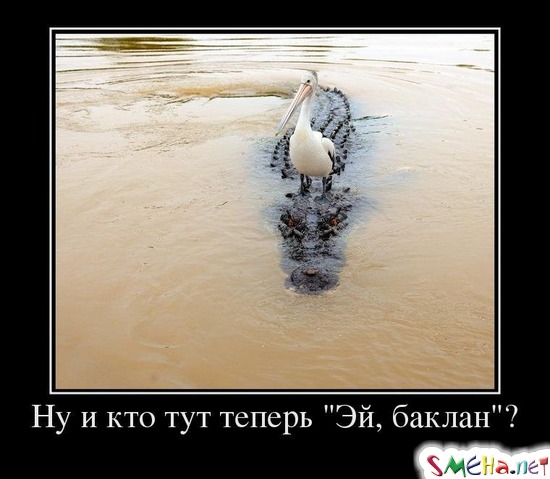 Ну и кто тут теперь Эй, баклан?