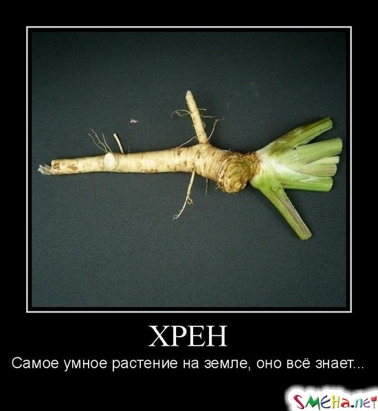 ХРЕН - Самое умное растение на земле, оно всё знает