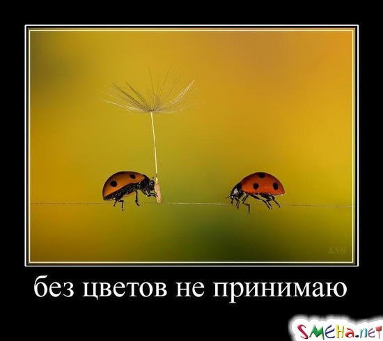 без цветов не принимаю