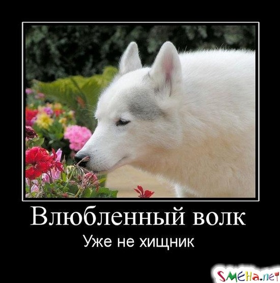 Влюбленный волк - Уже не хищник