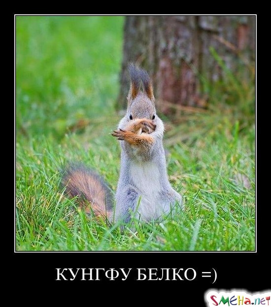 КУНГФУ БЕЛКО =)