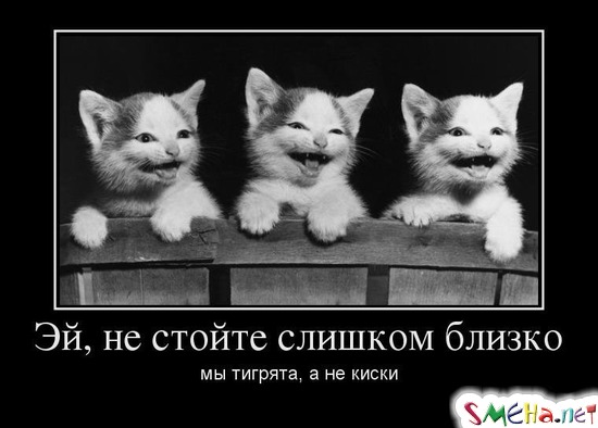 Эй, не стойте слишком близко мы тигрята, а не киски