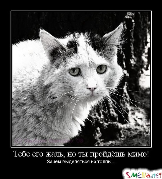 Тебе его жаль, но ты пройдешь мимо! - Зачем выделяться из толпы...