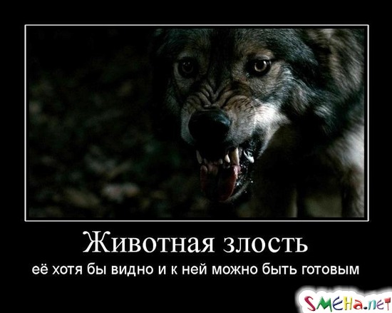 волк картинки с надписью онлайн волк картинки с надписью