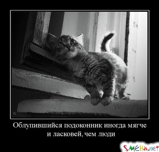 Облупившийся подоконник иногда мягче и ласковей, чем люди
