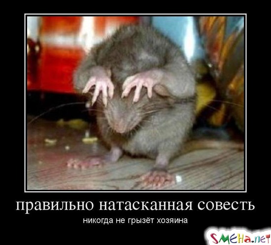 правильно натасканная совесть - никогда не грызёт хозяина