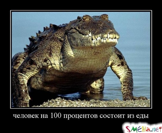 человек на 100 процентов состоит из еды