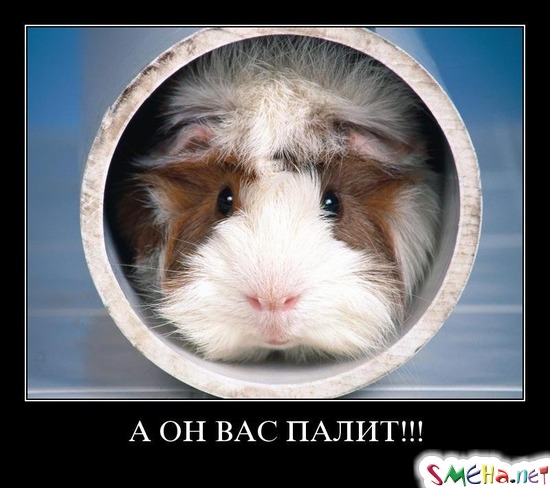 А ОН ВАС ПАЛИТ!!!