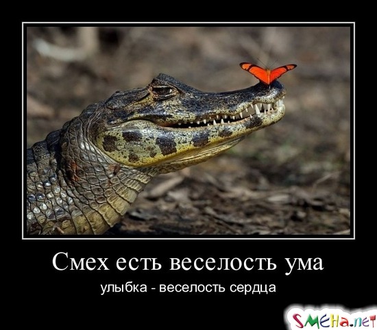 Смех есть веселость ума - улыбка - веселость сердца