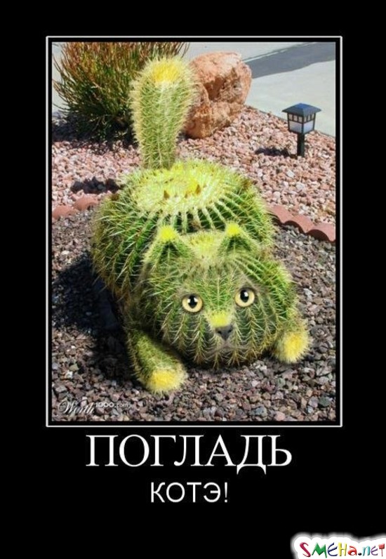 ПОГЛАДЬ КОТЭ!