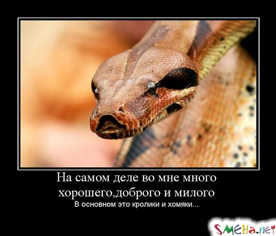 На самом деле во мне много хорошего, доброго и милого - В основном это кролики и хомяки...
