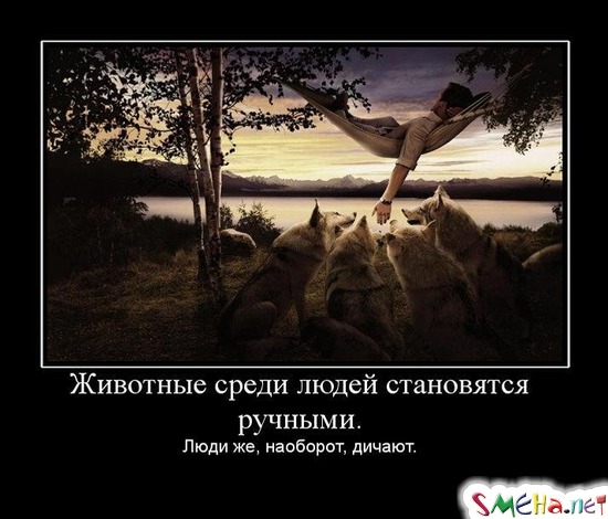 Животные среди людей становятся ручными. - Люди же, наоборот, дичают.