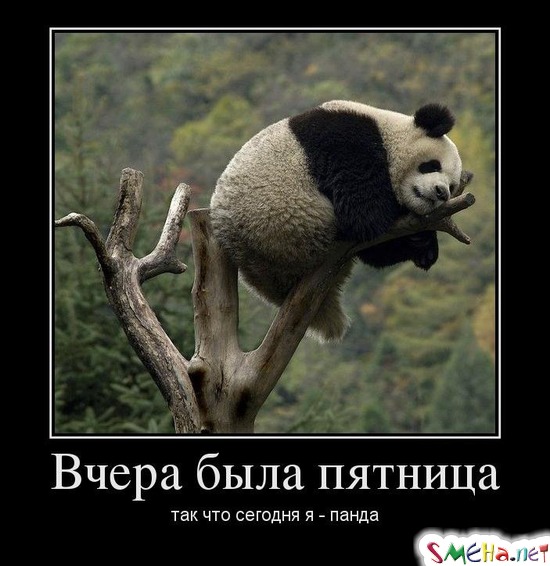 Вчера была пятница так что сегодня я - панда