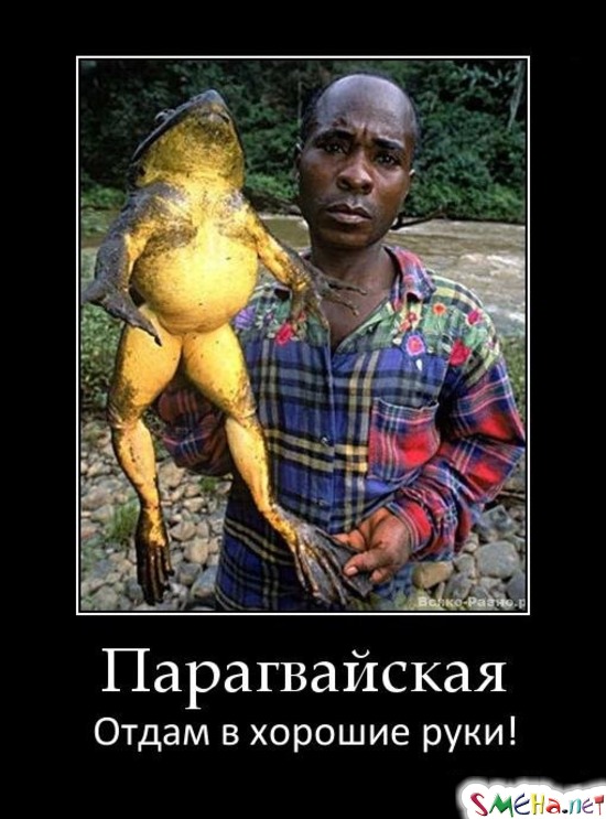 Парагвайская Отдам в хорошие руки!