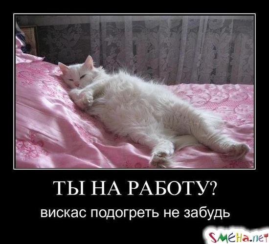 ТЫ НА РАБОТУ? - вискас подогреть не забудь