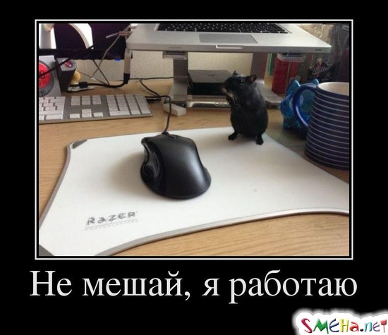 Не мешай, я работаю