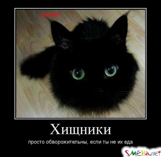 Хищники просто обворожительны, если ты не их еда