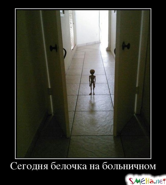 Сегодня белочка на больничном