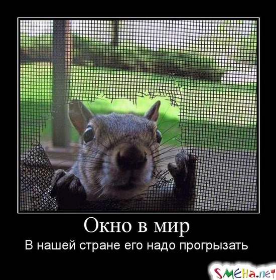 Окно в мир - В нашей стране его надо прогрызать