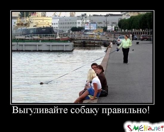 Выгуливайте собаку правильно!