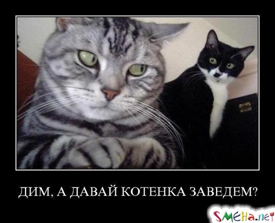 ДИМ, А ДАВАЙ КОТЕНКА ЗАВЕДЕМ?