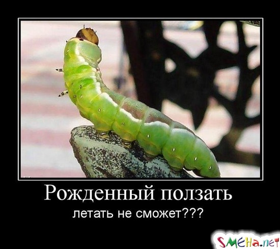 Рожденный ползать - летать не сможет???