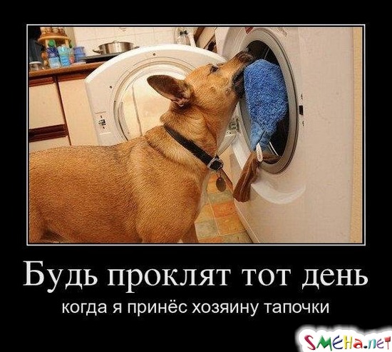 Будь проклят тот день когда я принёс хозяину тапочки