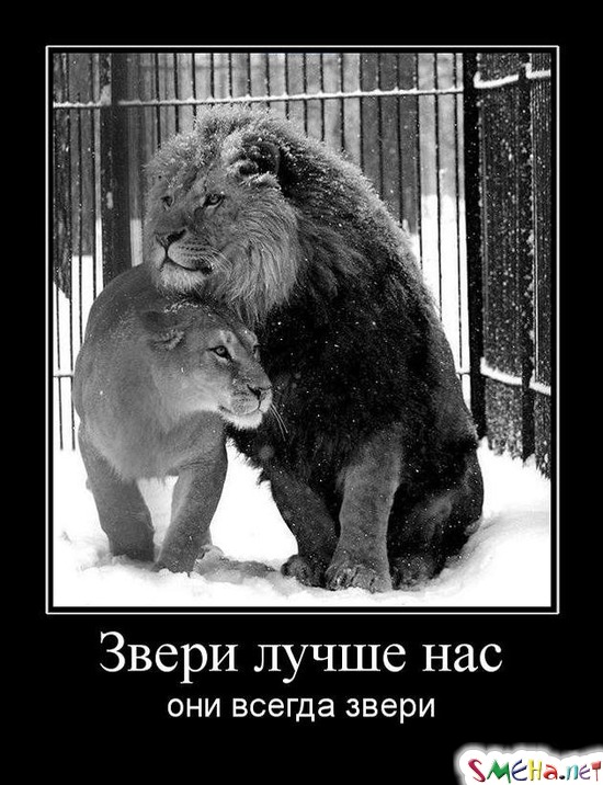 Звери лучше нас - они всегда звери
