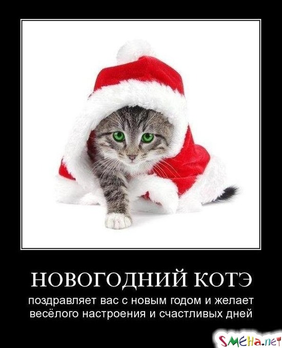 НОВОГОДНИЙ КОТЭ - поздравляет вас с новым годом