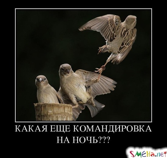 КАКАЯ ЕЩЕ КОМАНДИРОВКА НА НОЧЬ?