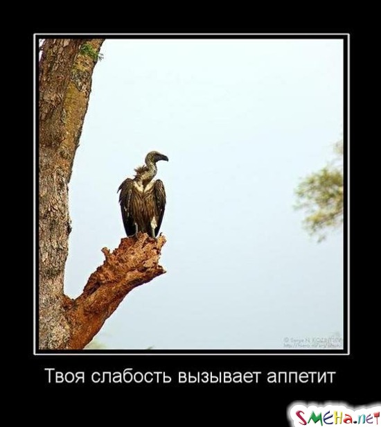 Твоя слабость вызывает аппетит