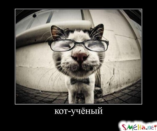 кот-ученый