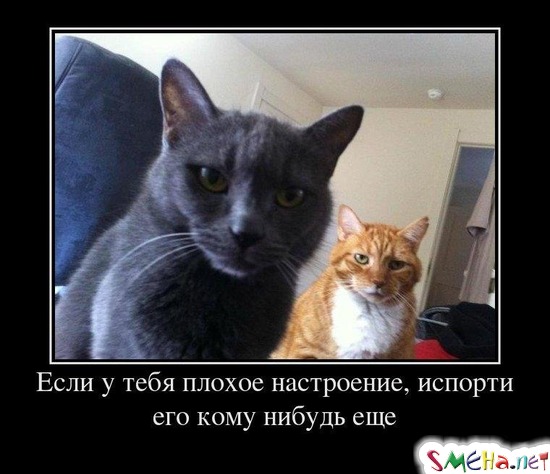 Если у тебя плохое настроение, испорти его кому нибудь еще