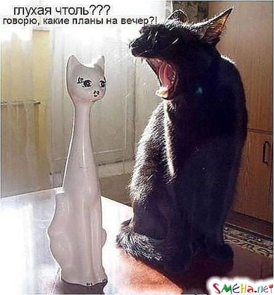 Фото приколы с животными