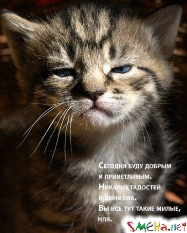 котя