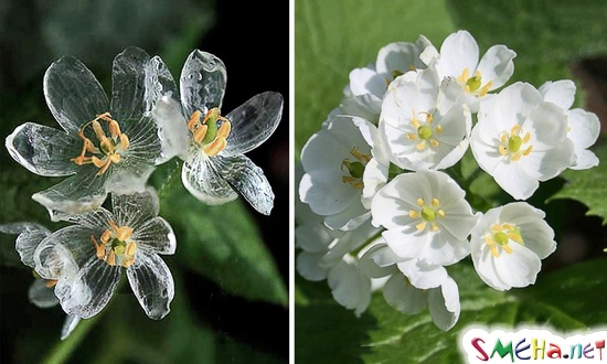 Удивительный цветок Двулистник (Diphylleia), который становится прозрачным во время дождя. Его можно найти лишь в трёх частях земного шара: на влажных лесистых склонах в холодных регионах Японии и Китая, а также в Аппалачи и США