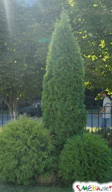 Пикантные фото приколы