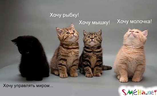 Фото приколы с животными