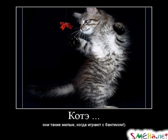 Котэ ... - они такие милые, когда играют с бантиком!)