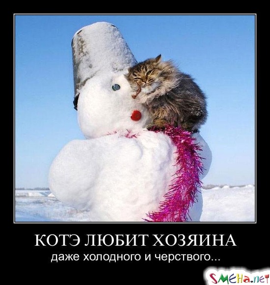 КОТЭ ЛЮБИТ ХОЗЯИНА - даже холодного и черствого