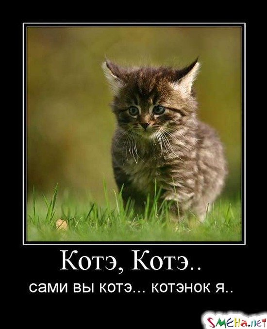 Котэ, Котэ.. сами вы котэ... - котэнок я.