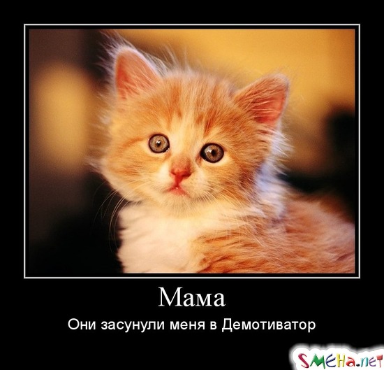 Мама - они засунули меня в Демотиватор